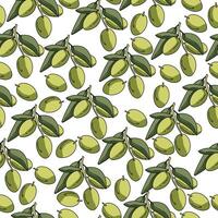 Green olives seamless pattern, branch with leaves and berries on a white background vector