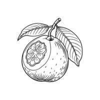 Minimalist Guava Icon. Line Art Fruit Illustration for Digital Use vector