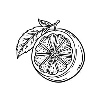Sleek and Simple. Grapefruit Line Icon for Citrus Themed Graphics vector