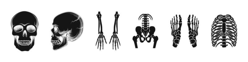 Skeleton bones sketch graphic style. Simple sketched bones and skeletons vector