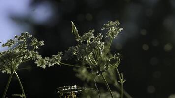 Summer midges in the green meadow flying against blurred background of trees and sky. Creative. Insects flying above plants under the sun. photo