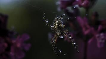 Close up view of beautiful early morning dew on spider web and a small insect. Creative. Spider webs and green wild plants with lilac flowers. photo