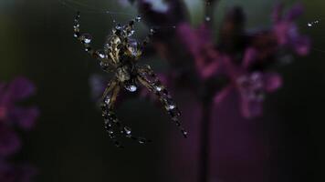 Close up view of beautiful early morning dew on spider web and a small insect. Creative. Spider webs and green wild plants with lilac flowers. photo