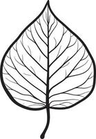 poplar leaf clean simple linear outline black vector