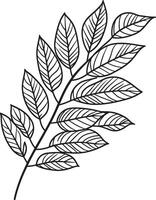 rowan tree leaf clean simple linear outline black vector