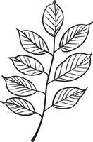 rowan tree leaf clean simple linear outline black vector