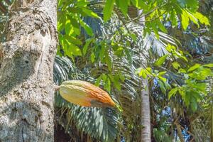 Cocoa Pod on a Tree photo