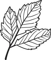 rowan tree leaf clean simple icon outline black vector
