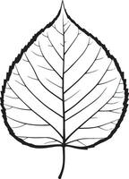 poplar leaf clean simple linear outline black vector