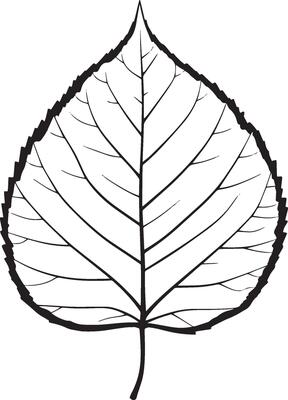 poplar leaf clean simple linear outline black