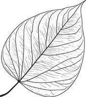 Mapble leaf clean simple linear outline black vector