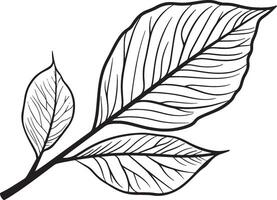 ash leaf clean simple linear outline black vector