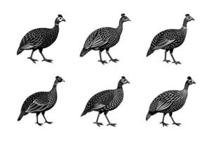 Guineas bird is walking vector