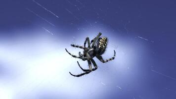 Tarantula in micro-photography.Creative. A spider with a beautiful pattern on its back weighs on a web against a blue sky background. photo