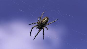 Summer natural landscape with a spider in the center of the web. Creative. Close up of a spider on a blurred green background. photo