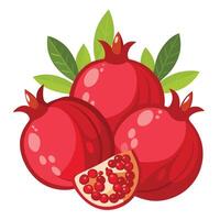 Pomegranate fruit illustration isolated on white background vector