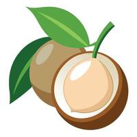Coconut illustration white background vector