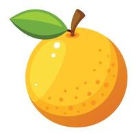 Orange fruit white background vector