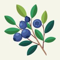 Blueberry illustration white background vector