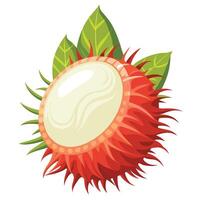 Rambutan fruit with leaves illustration vector