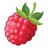 Raspberry fruit illustration vector