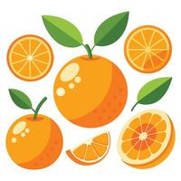 Orange slices and slices of oranges on a white background vector