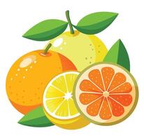 Citrus fruit illustration vector