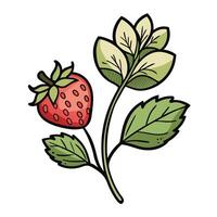 Strawberry illustration white background vector