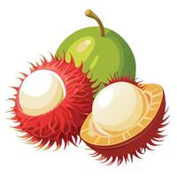 Rambutan fruit white background vector