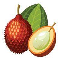 An illustration of a rambutan fruit vector
