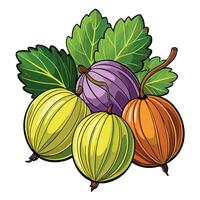illustration of a bunch of gooseberries vector