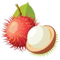 A rambutan fruit with a white shell and a green leaf vector