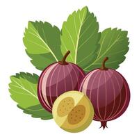Two ripe red gooseberries with leaves on a white background vector