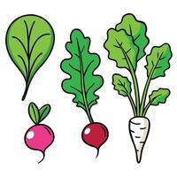 Vegetables and radishes set illustration vector