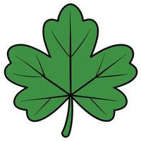 A green leaf on a white background vector