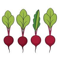 Three beets with leaves on a white background vector