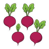 A group of beetroots on a white background vector