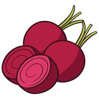 A red beet is shown with two slices vector