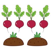 Radishes growing in soil on white background vector