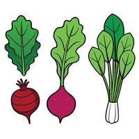 Beet, turnip and radish illustration vector