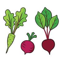 Beet and radish illustration vector