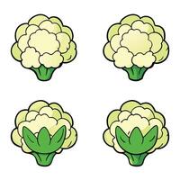 Cauliflower illustration white background vector