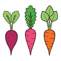 Three carrots with leaves on them vector