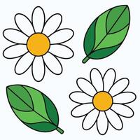 Four daisies with leaves and one with a yellow center vector
