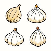 Garlic cloves set of four different types of garlic vector