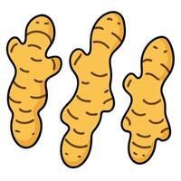 Three ginger root vegetables on a white background vector