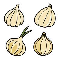 Garlic cloves set of four different types of garlic vector
