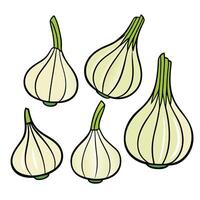 A set of four garlic bulbs on a white background vector
