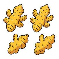 A set of four ginger root vegetables vector