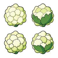 Cauliflower illustration white background vector